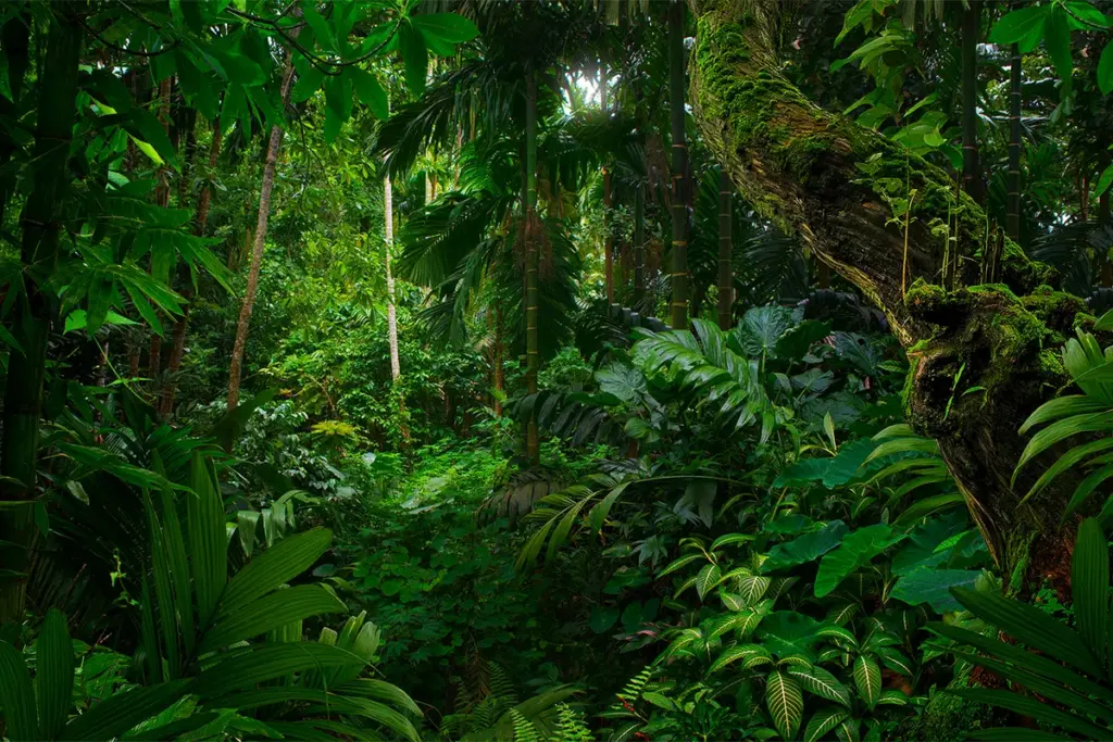 De Tarzan-beweging: Doorbreek het moderne leven door je innerlijke gorilla te omarmen