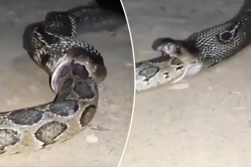 Kannibalistische cobra slikt Birmaanse python in: zeldzame wildlife-beelden