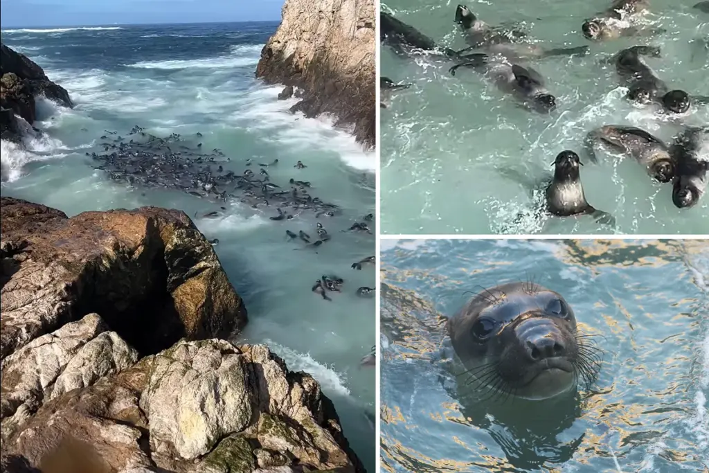 Meer dan 400 zeeberenzwelpen gespot voor de kust van San Francisco