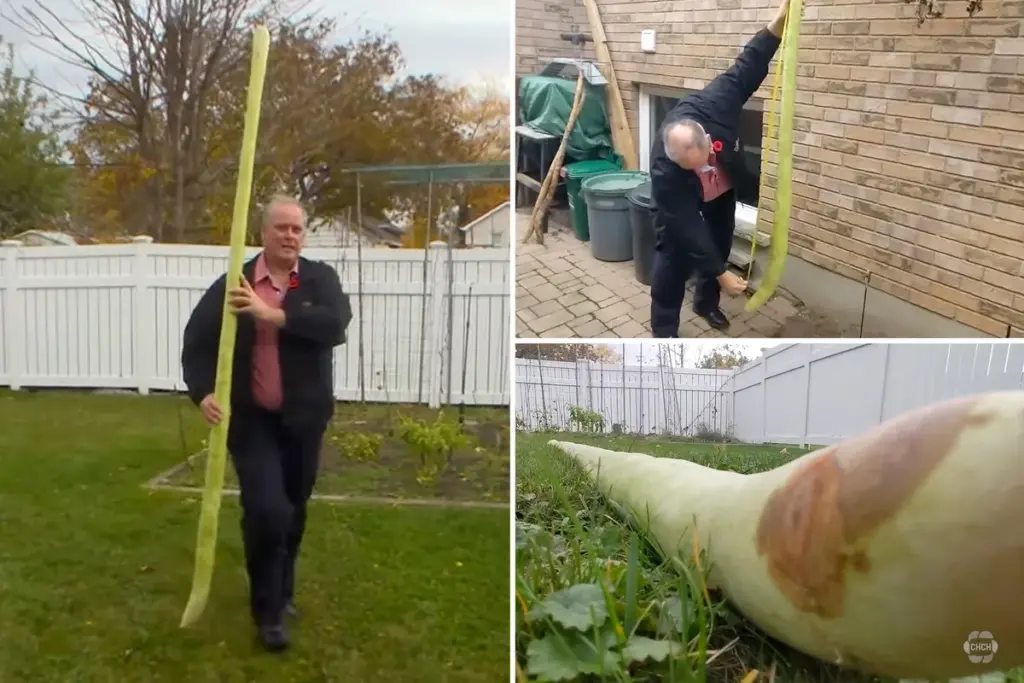 Courgette van ruim 2,5 meter groeit in Ontario: Nieuw wereldrecord?