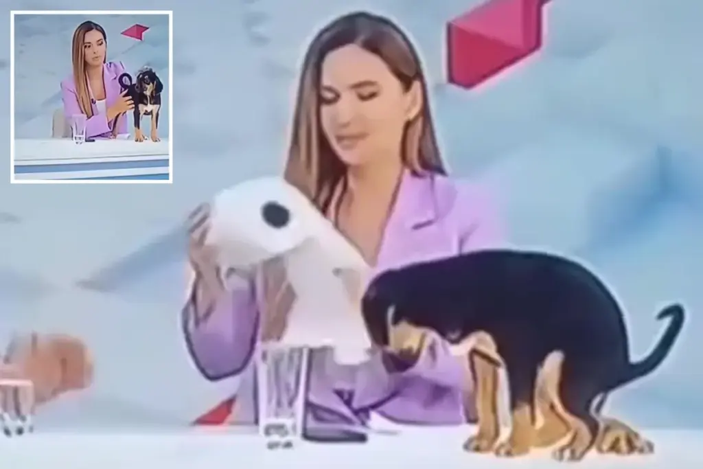 Hond poept live in nieuwsuitzending en verrast presentatoren
