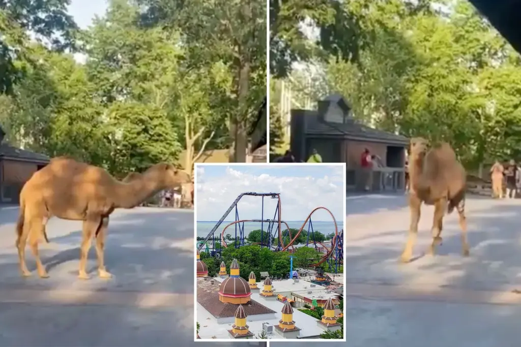Kameelontsnapping bij pretpark Cedar Point laat bezoekers schrikken: ‘Die gast had echt pech kunnen hebben’