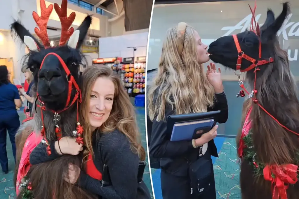 Therapielama’s zorgen voor instant geluk bij reizigers op Portland Airport