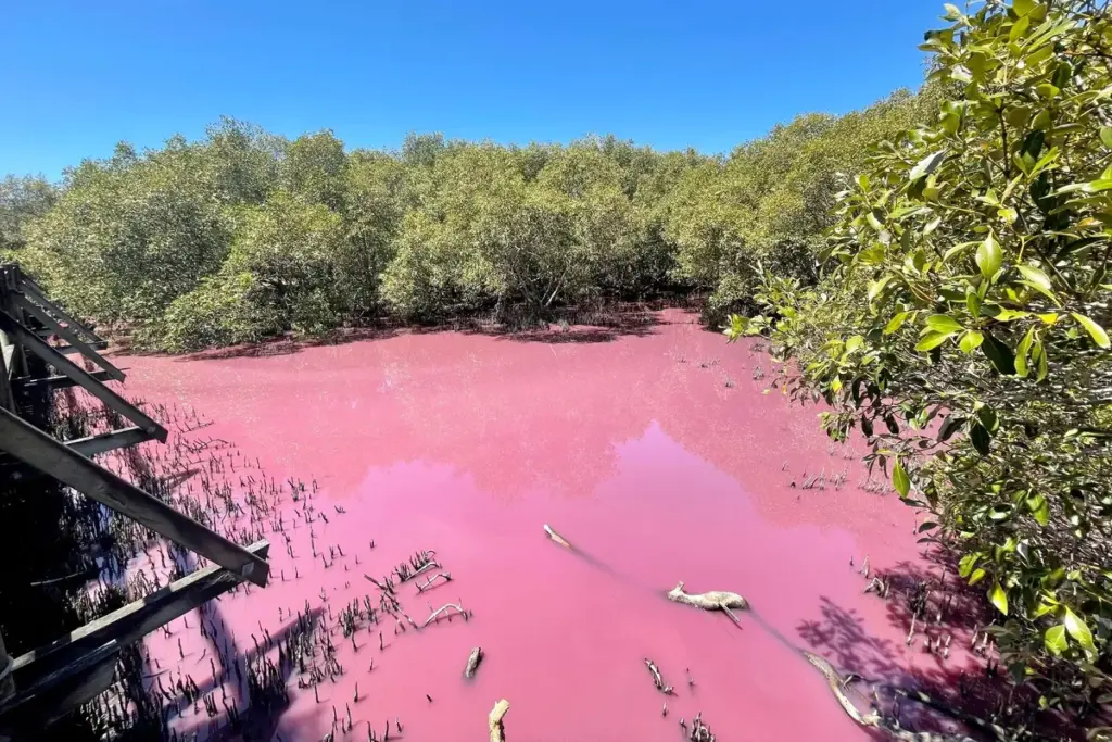Australisch moeras plots knalroze: blijf uit de buurt van mysterieuze Boondall Wetlands