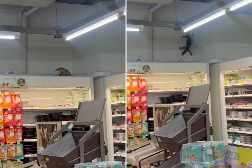 Reusachtige ‘Godzilla’-hagedis veroorzaakt chaos bij 7-Eleven: klimt tegen muren en duikt koelkasten in