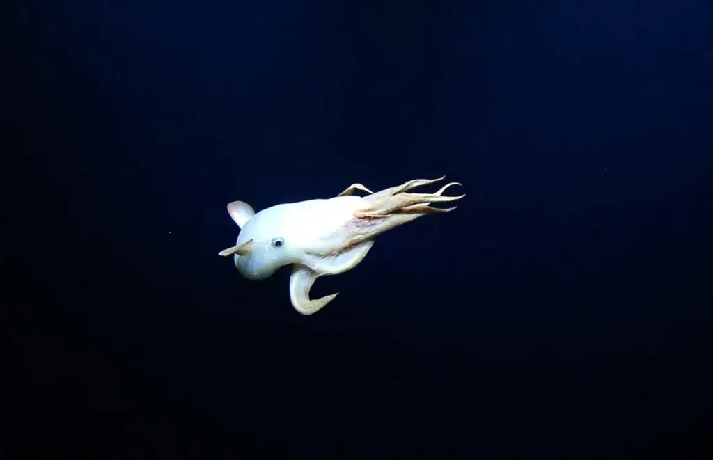 Zeldzame Dumbo-octopus gespot tijdens diepzee-expeditie