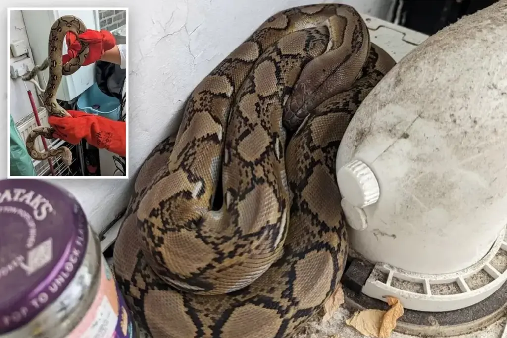 Gezin ontdekt gigantische python in keuken: “Hij was verrassend relaxed”