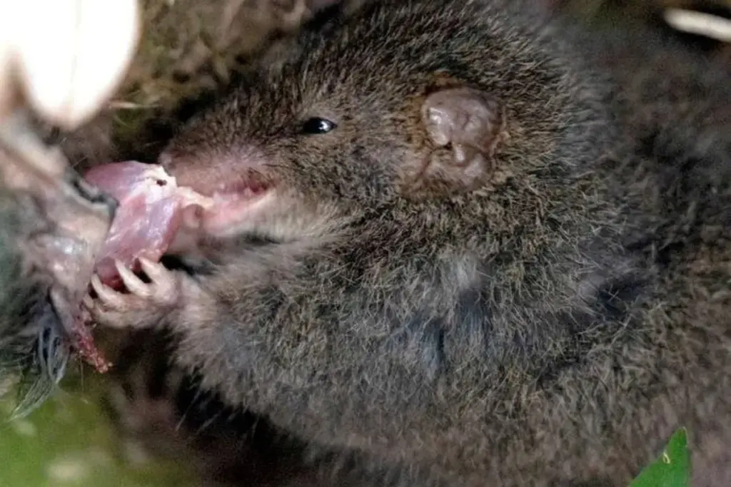 Australische antechinus: unieke foto toont bizar paringsritueel met kannibalisme