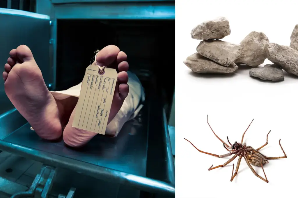 IG Nobelprijzen 2025: Nederlandse wetenschap lacht én wint met bizarre onderzoeken — van neushaar tot haringseks