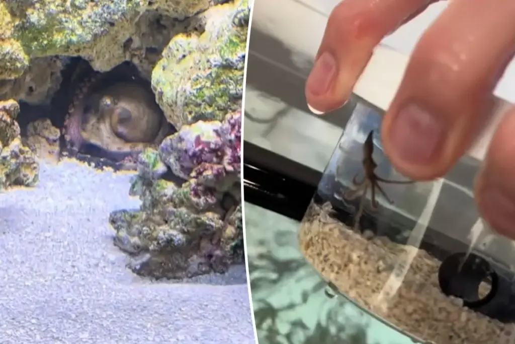 Een familie adopteerde een octopus als huisdier — en kreeg er 50 baby’s bij