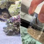Een familie adopteerde een octopus als huisdier — en kreeg er 50 baby’s bij