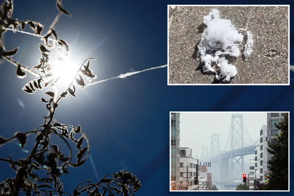 Spinnen regenen uit de lucht in Californië: bizarre natuur in de Bay Area