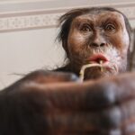 Ontdekkingen over vroegmensachtige voorouders: een nieuwe kijk op menselijke evolutie