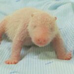 De eerste reuzenpanda in Indonesië geboren: een zeldzaam en veelbelovend evenement