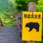 De toenemende berenproblematiek in Japan: veiligheid en tradities in vraag gesteld