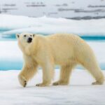 Hoe Poolberen zich aanpassen aan een opwarmende Arctic: Een nieuwe genetische studie