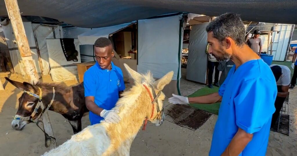 Hulp en Hoop in Oorlog Gaza: Het Leven van Dieren en Moedige Redders