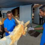 Hulp en Hoop in Oorlog Gaza: Het Leven van Dieren en Moedige Redders