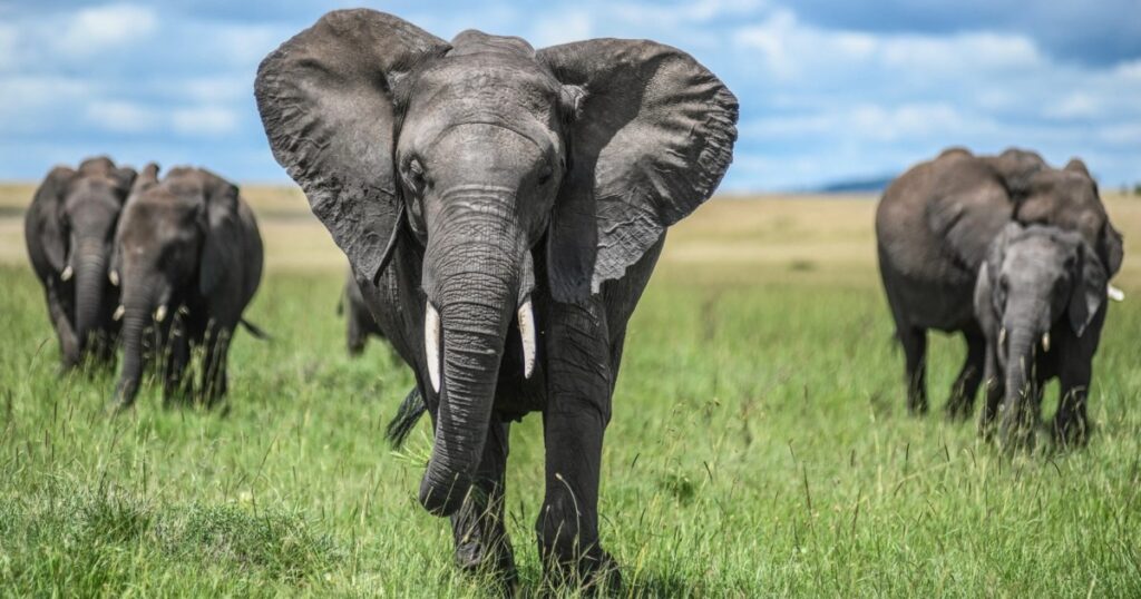 Menselijke-wildlife Conflicten in Kenia: Toenemende Incidenten en Overheidsmaatregelen