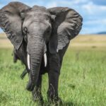 Menselijke-wildlife Conflicten in Kenia: Toenemende Incidenten en Overheidsmaatregelen