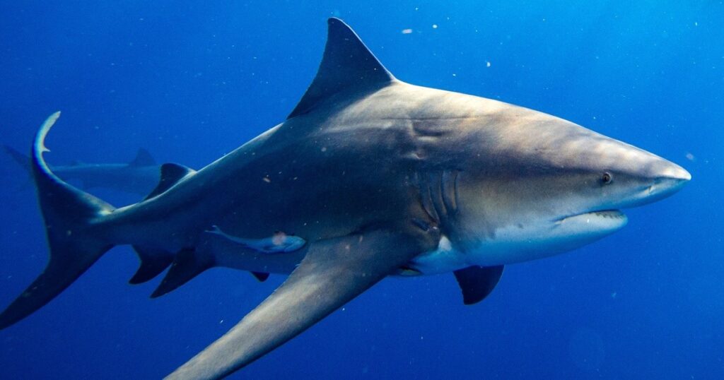 Onfortuinlijke ontmoeting met een Haai in Sydney Harbour: een tragedie in de wateren van Australië