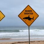 Ongelukken in Australië: Dodelijke dood onder dingo’s en toegenomen haaaanvallen tijdens de zomer