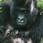 Primeur in Virunga: Geboorte van tweelingen van een berggorilla in een door oorlog geteisterd gebied
